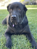 Preview image for Our Black Lab, Toby...