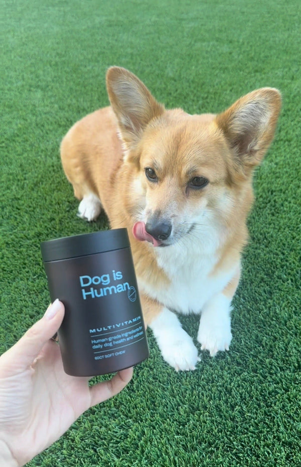 @oatlythecorgi