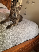Preview image for We have a staffy...