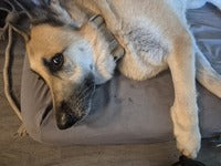 Preview image for GSD back in shape