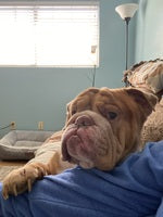 Our English Bulldog is happier